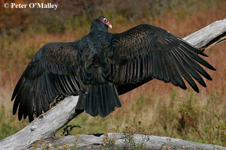 RID Turkey Vulture Wings Spread P O Malley A O